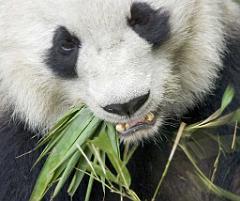Pandas